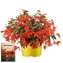 Bild von Ms P12 Begonia groovy Oranje